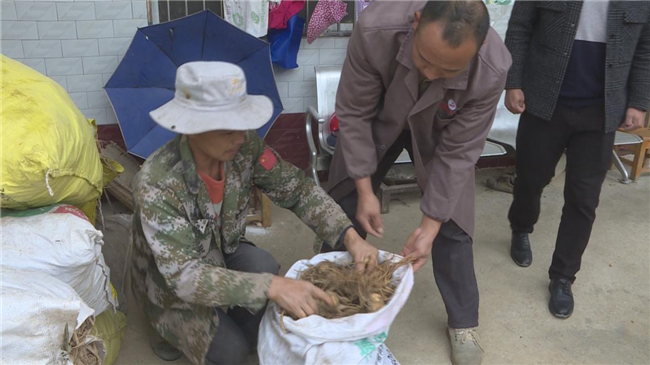 鹿池村獨活喜獲豐收。田壩鎮(zhèn)供圖 第1眼TV-華龍網(wǎng)發(fā)