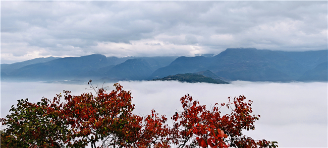 紅葉云海美景。通訊員 魏明堯 攝