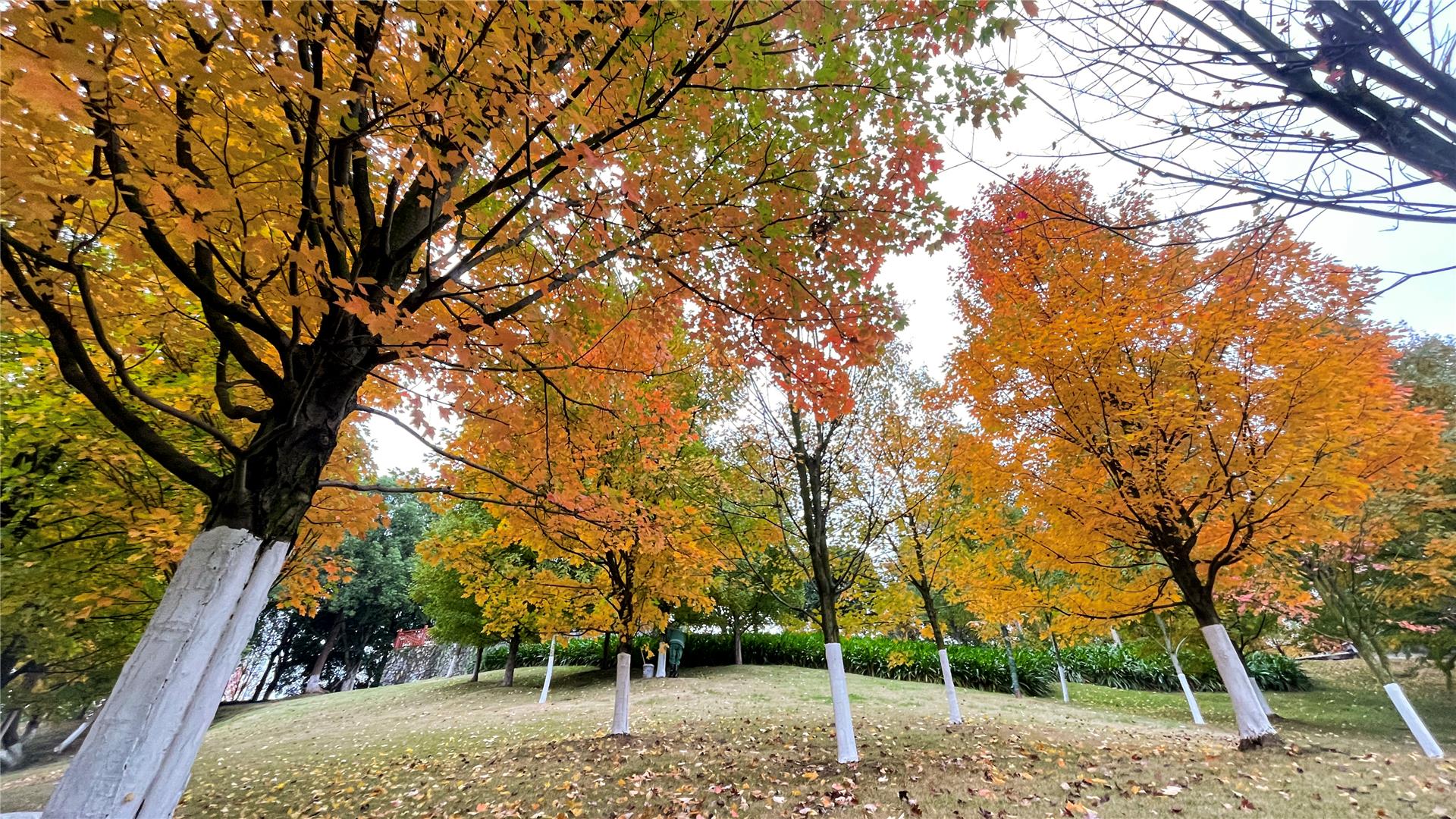 銅梁：人民公園“楓景”好