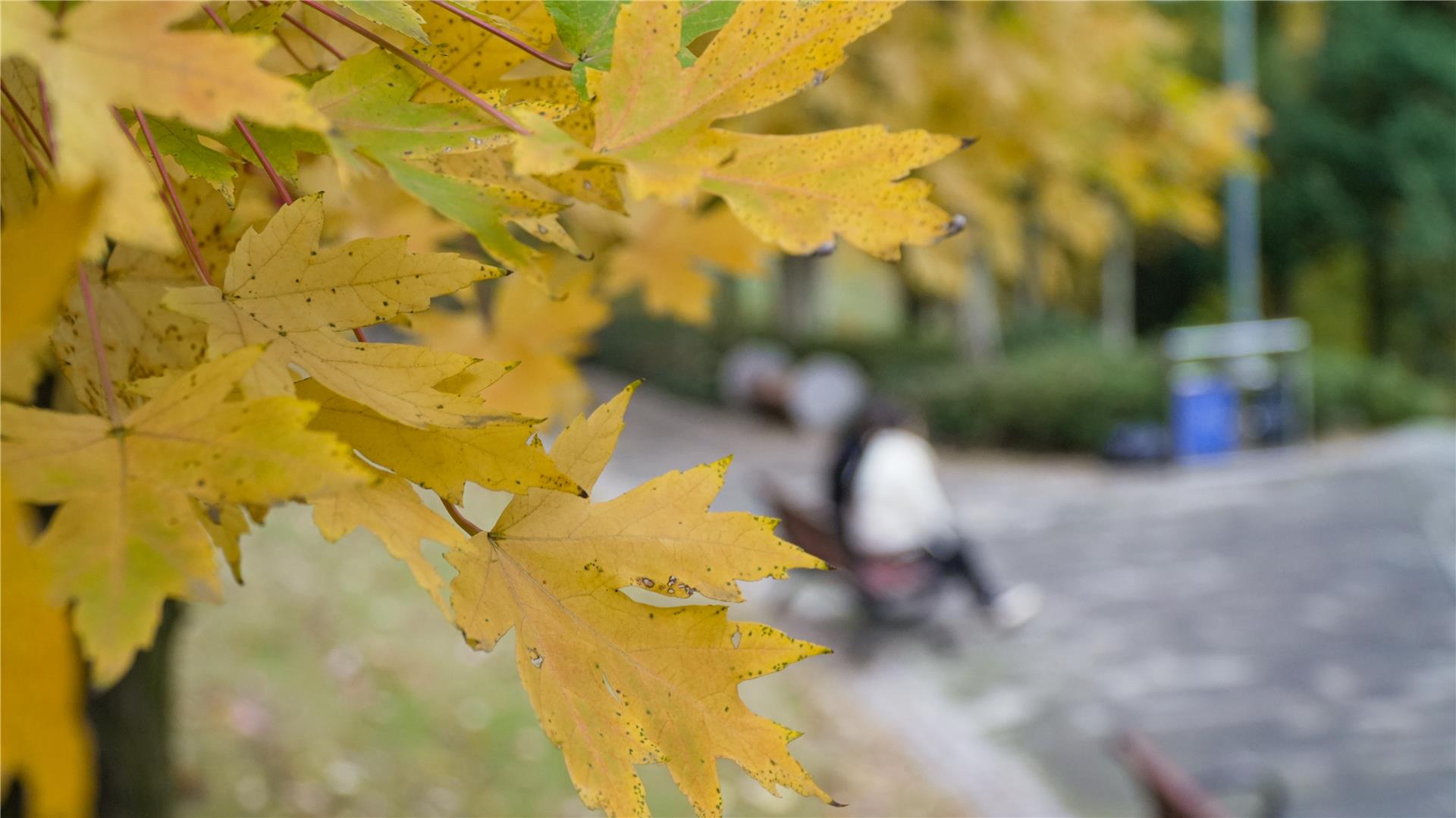 銅梁：人民公園“楓景”好