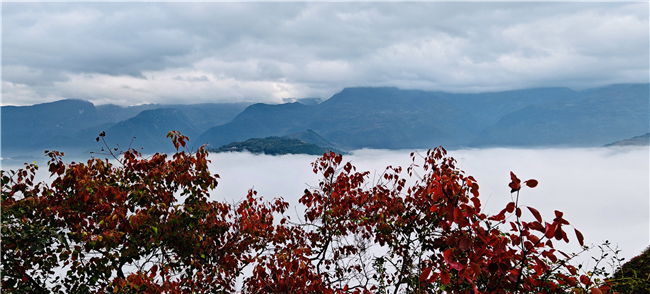 巫山紅葉云海。通訊員 魏明堯 攝