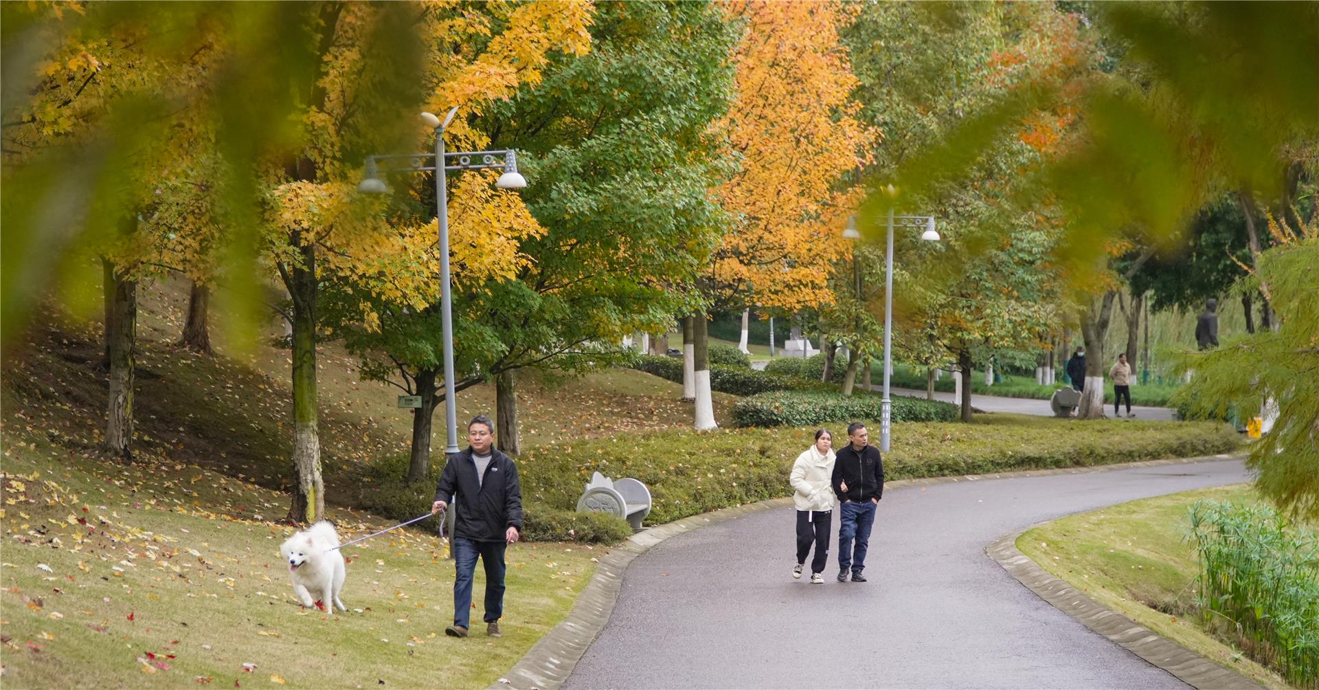 銅梁：人民公園“楓景”好