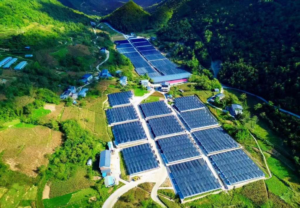 周溪鄉鹿坪村食用菌基地。張秀林 攝