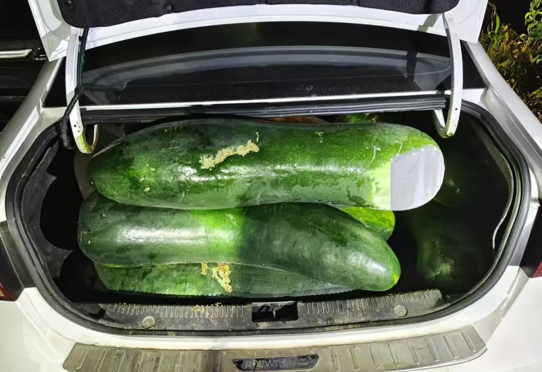 男子跨省偷20000斤冬瓜,在瓜地里被抓