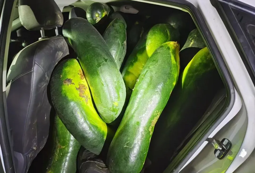 男子跨省偷20000斤冬瓜,在瓜地里被抓