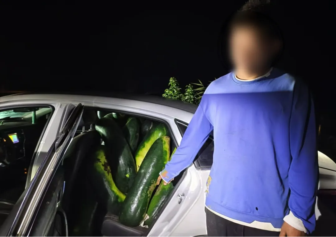 男子跨省偷20000斤冬瓜,在瓜地里被抓