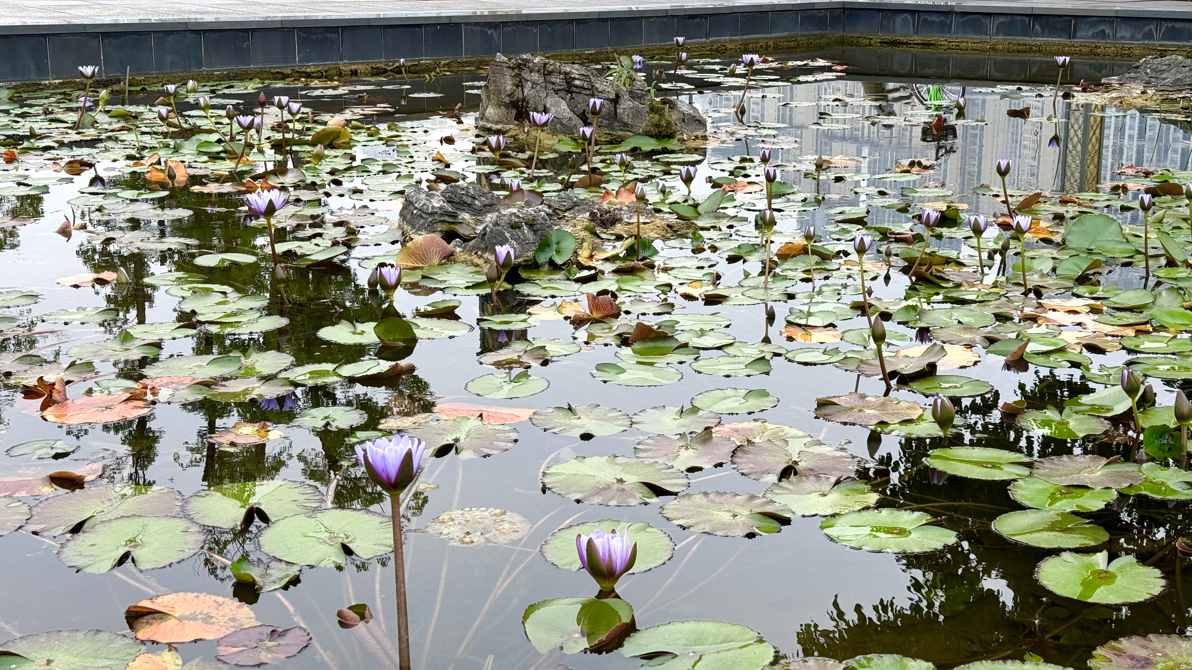 涪陵：小池醉深秋 睡莲吐芬芳