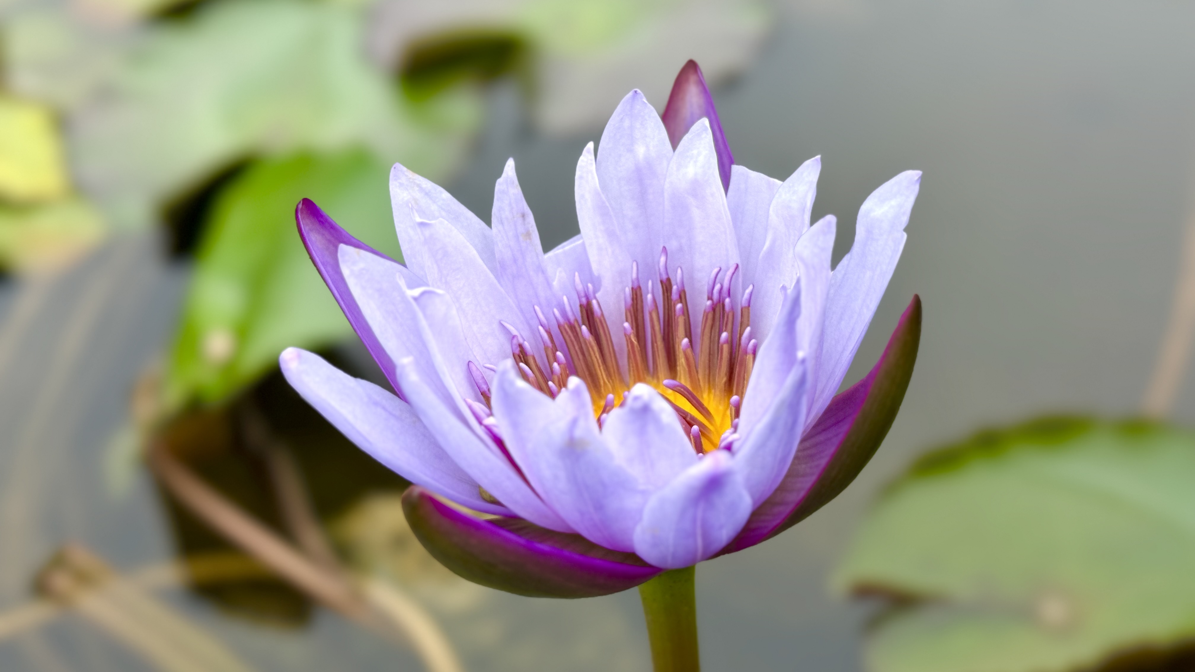 涪陵：小池醉深秋 睡莲吐芬芳