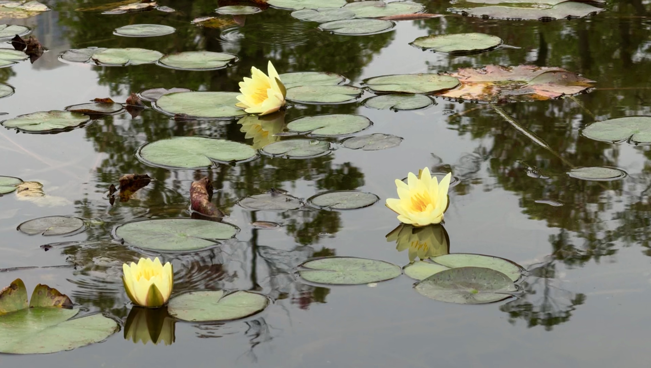 涪陵：小池醉深秋 睡莲吐芬芳