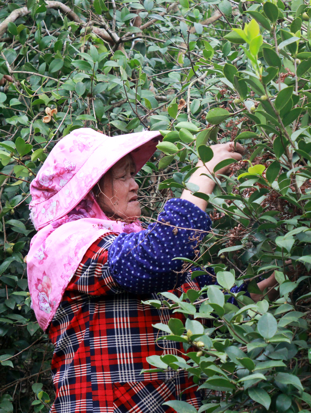 彭水：“金果”挂枝头 油茶采摘忙