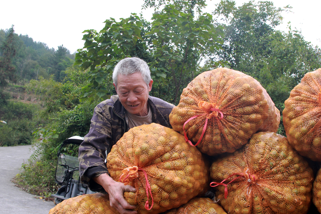 彭水：“金果”挂枝头 油茶采摘忙