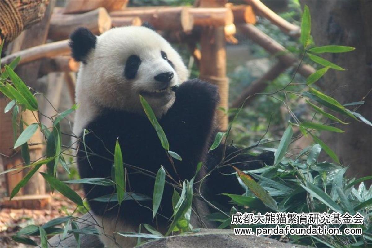 因往活动场内扔玩具小熊猫,8岁游客被终身禁入大熊猫基地
