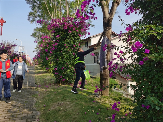 對(duì)行道樹上不規(guī)范的木料及保溫棉進(jìn)行清理。涪陵區(qū)石沱鎮(zhèn)供圖