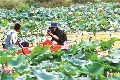 游客在珠灘村“篆塘漁鄉(xiāng)”賞荷。記者 陳星宇 攝