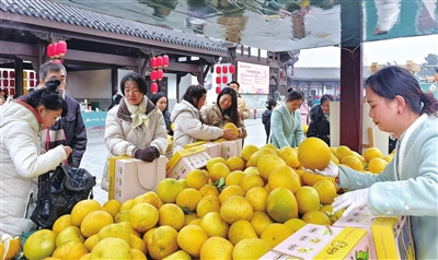 梁平冬季旅游惠民消費(fèi)季暨福You雙桂·心歸田園主題活動(dòng)現(xiàn)場(chǎng)，游客在選購(gòu)梁平柚。記者 孫莎莎 攝