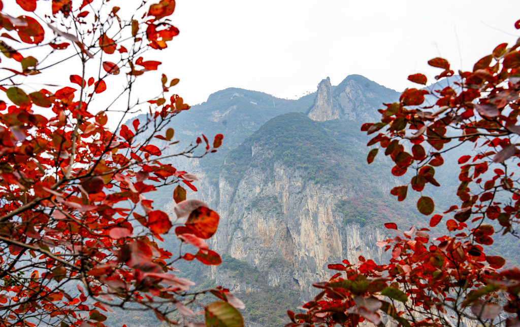 透過紅葉遠眺神女峰。熊威 攝 