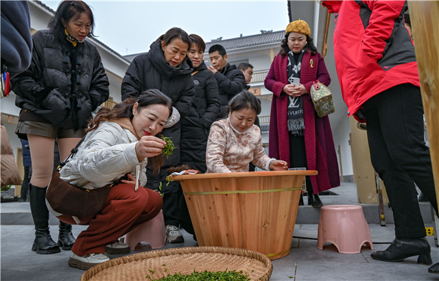 涌湖手工制茶工艺（区级非物质文化遗产）体验。付作侨 摄