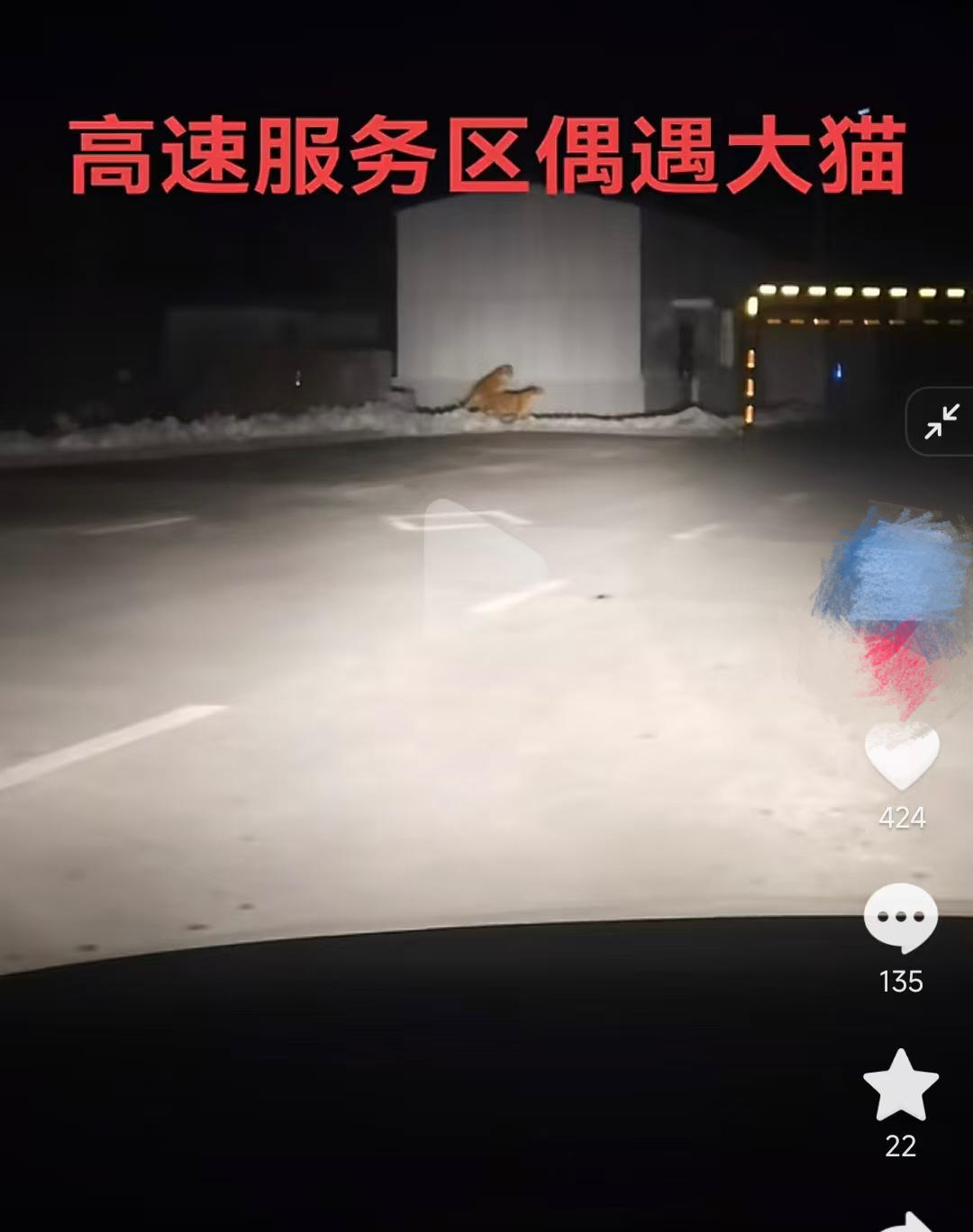 长白山公路边遇“老虎”虚惊一场背后：东北虎确在近期重现，真假虎相距不到100公里