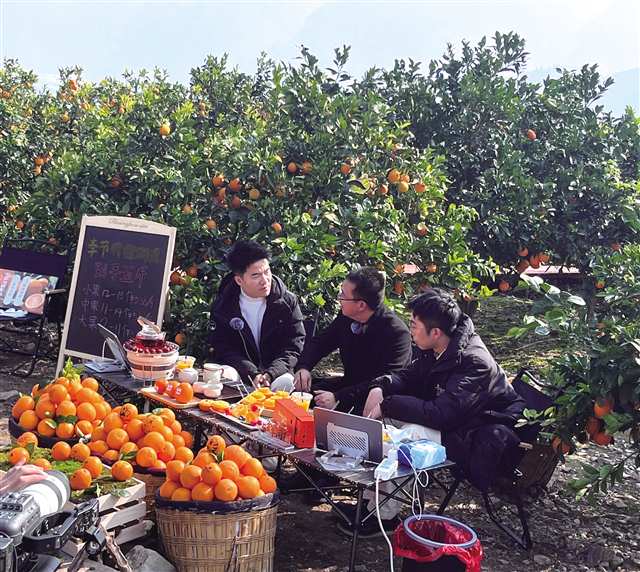 搭乘电商快车 三峡柑橘开启“甜蜜”出圈路