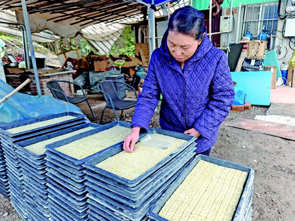 母親吳弟美根據(jù)黎夏的安排將種子種植到育苗盤中。通訊員  胡瑾　攝