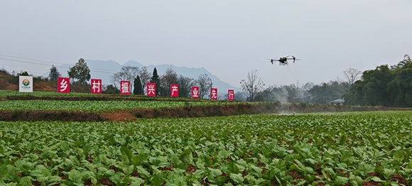 植保无人机正在作业。通讯员 王建国 摄