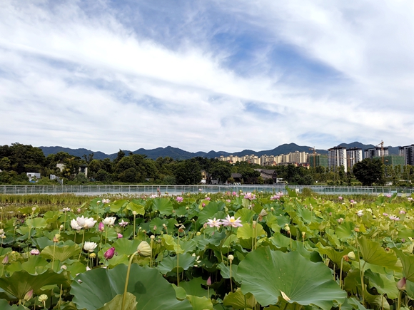 夏日美麗湖。北碚區(qū)生態(tài)環(huán)境局供圖 華龍網(wǎng)發(fā)