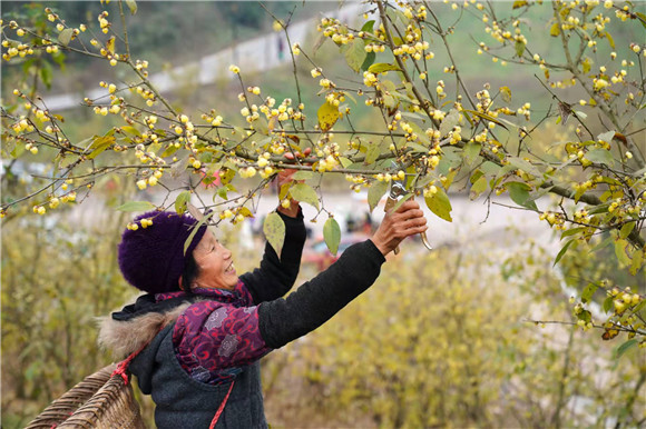 当地花农正在采摘蜡梅。 北碚区委宣传部供图