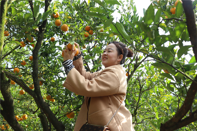 游客體驗采摘樂趣。彭水苗族土家族自治縣融媒體中心供圖