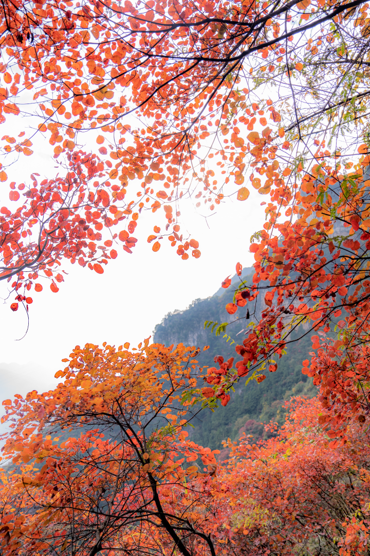 巫山紅葉。