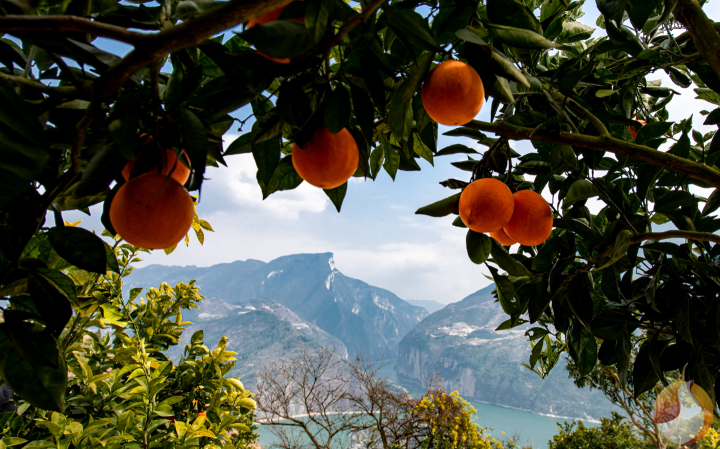 夔門臍橙。冉景國 攝