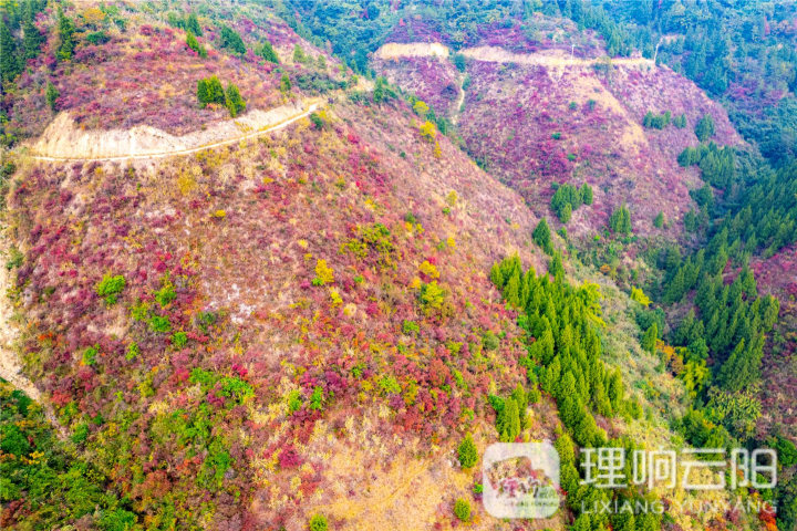 云陽：澎溪河兩岸的紅葉紅了