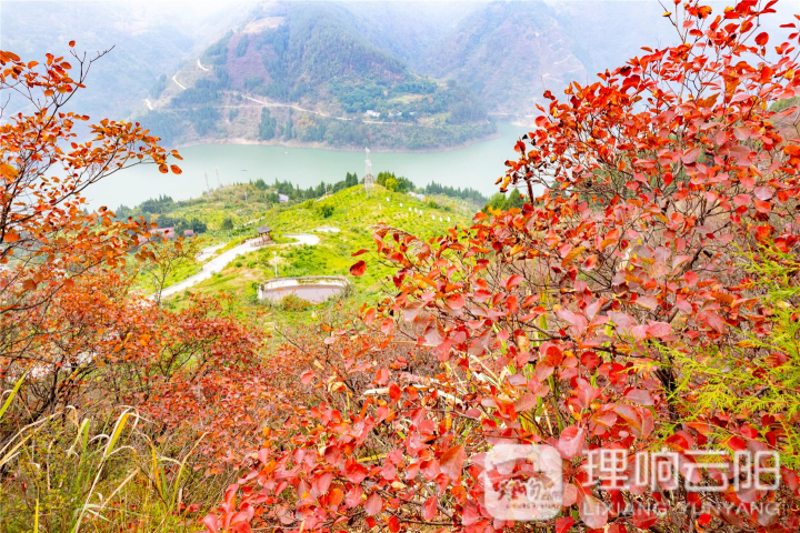 云陽：澎溪河兩岸的紅葉紅了