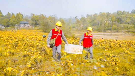 電力工人協(xié)助村民采摘、打包金絲皇菊。記者 蔣坤紅 供圖