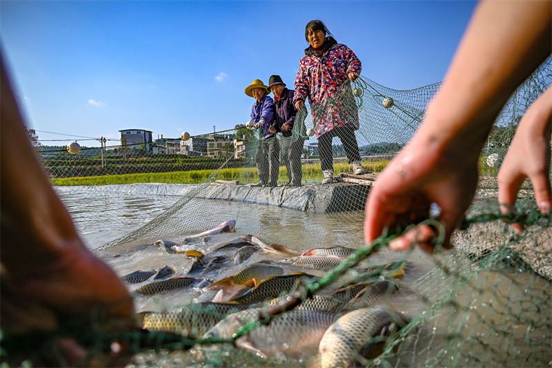 龍沙鎮(zhèn)，村民收獲稻田魚。 付作僑 攝