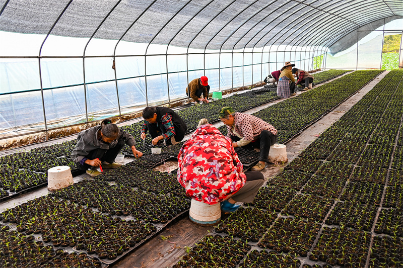 李河鎮(zhèn)，村民移栽菜苗。付作僑 攝