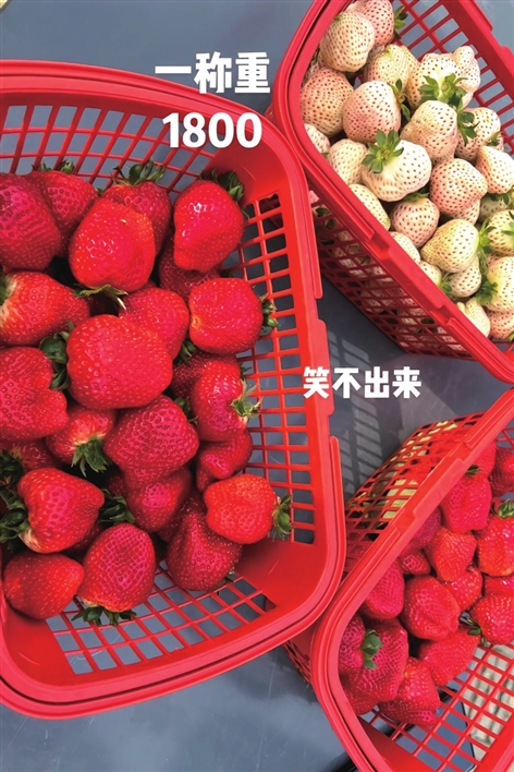 “采摘刺客”？三篮草莓卖1800元 当地市场监管部门立案调查