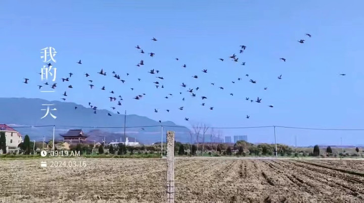 500只田鸭天上飞，逮也逮不牢！老板愁坏了：谁逮到就送一只