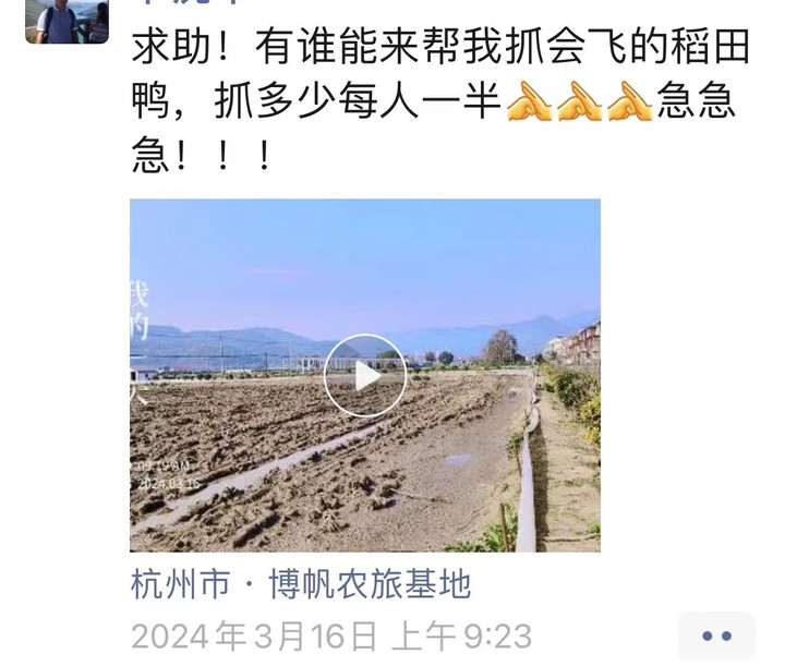 500只田鸭天上飞，逮也逮不牢！老板愁坏了：谁逮到就送一只