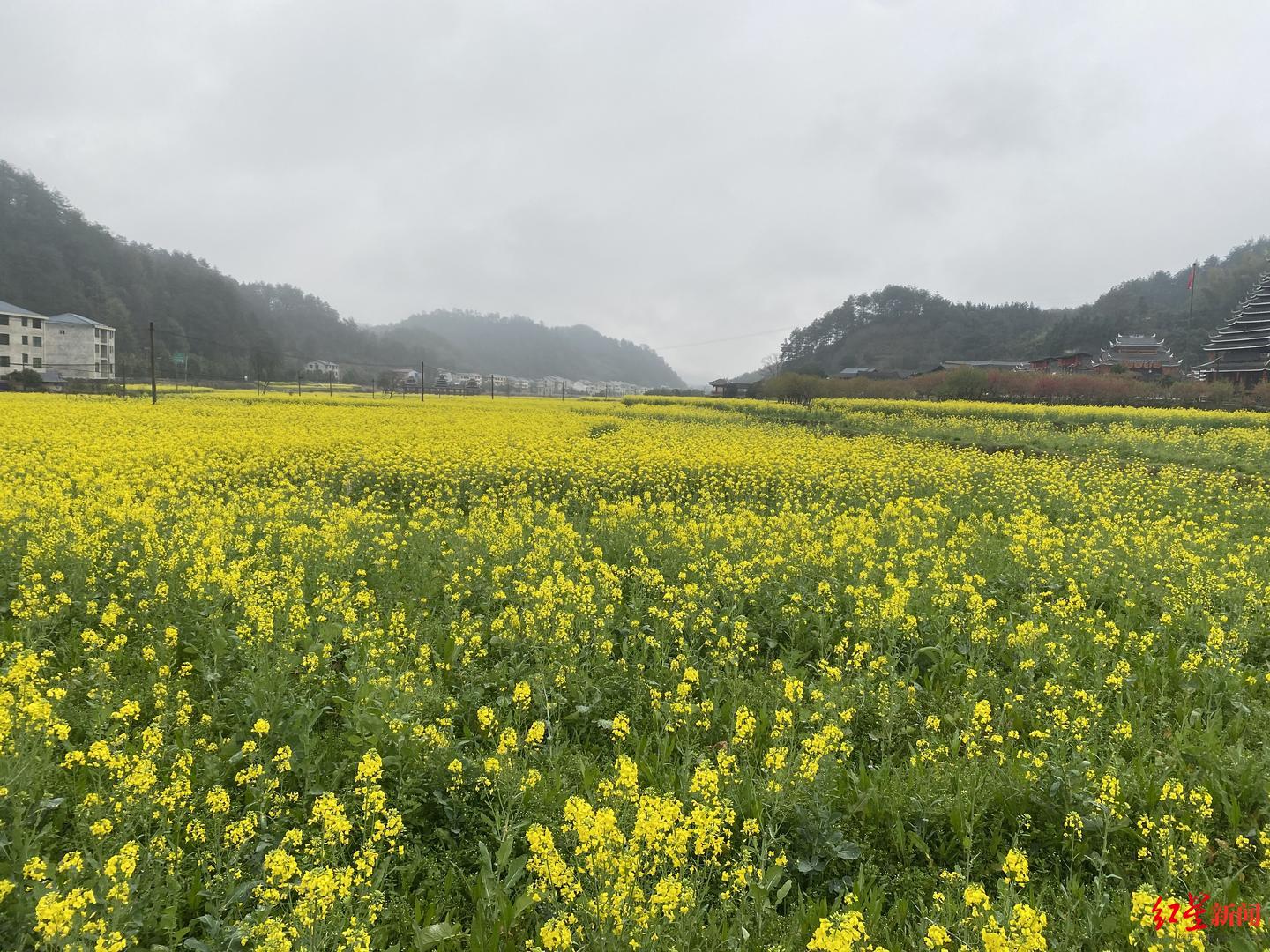 405寝室的梦魇：学姐21天多次霸凌他人，有受害者又成施暴者 “方法是从网上学的”