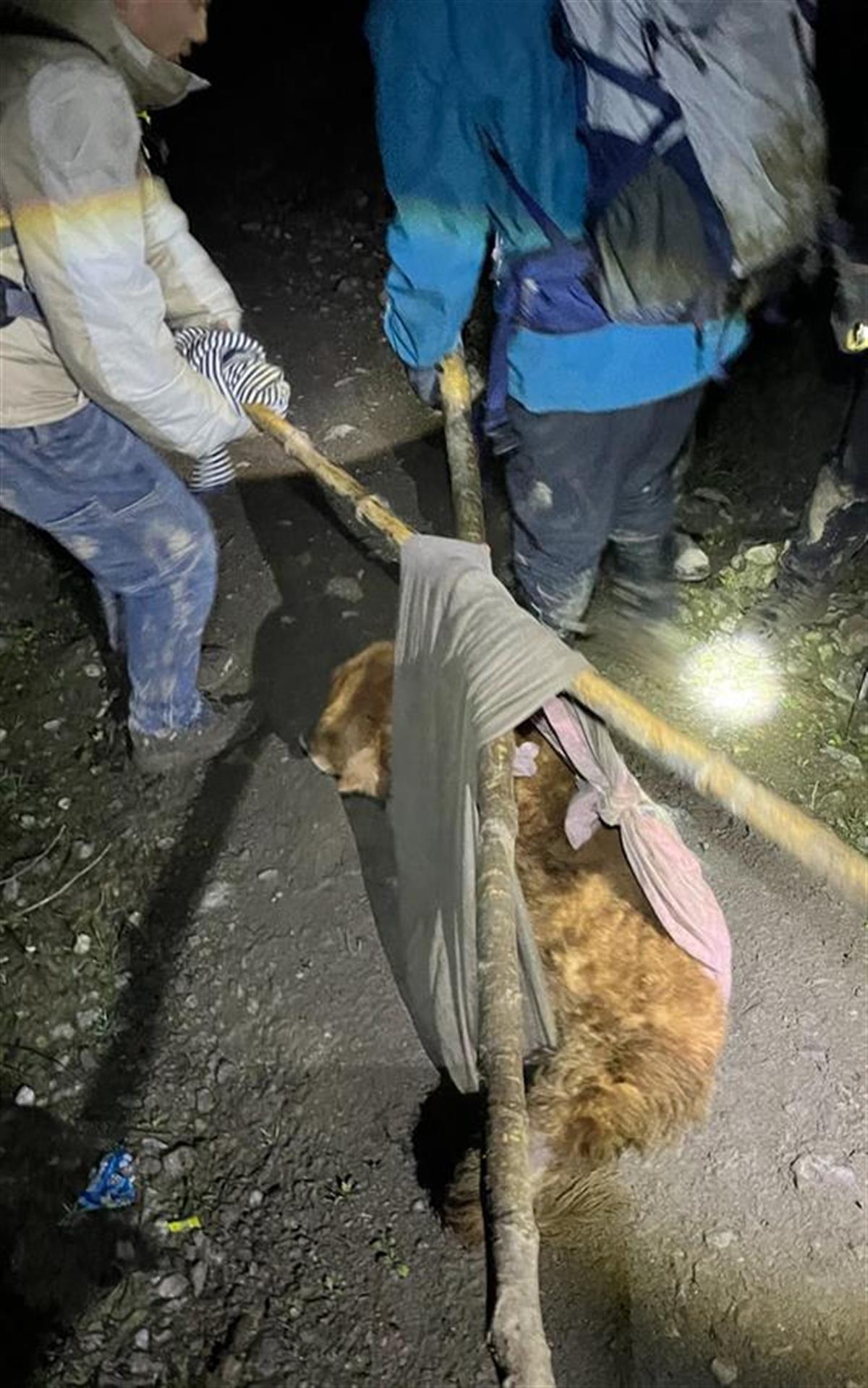 金毛犬受伤被困海拔2400米的深山，9名驴友深夜进山搜救，耗费6小时将它抬下山
