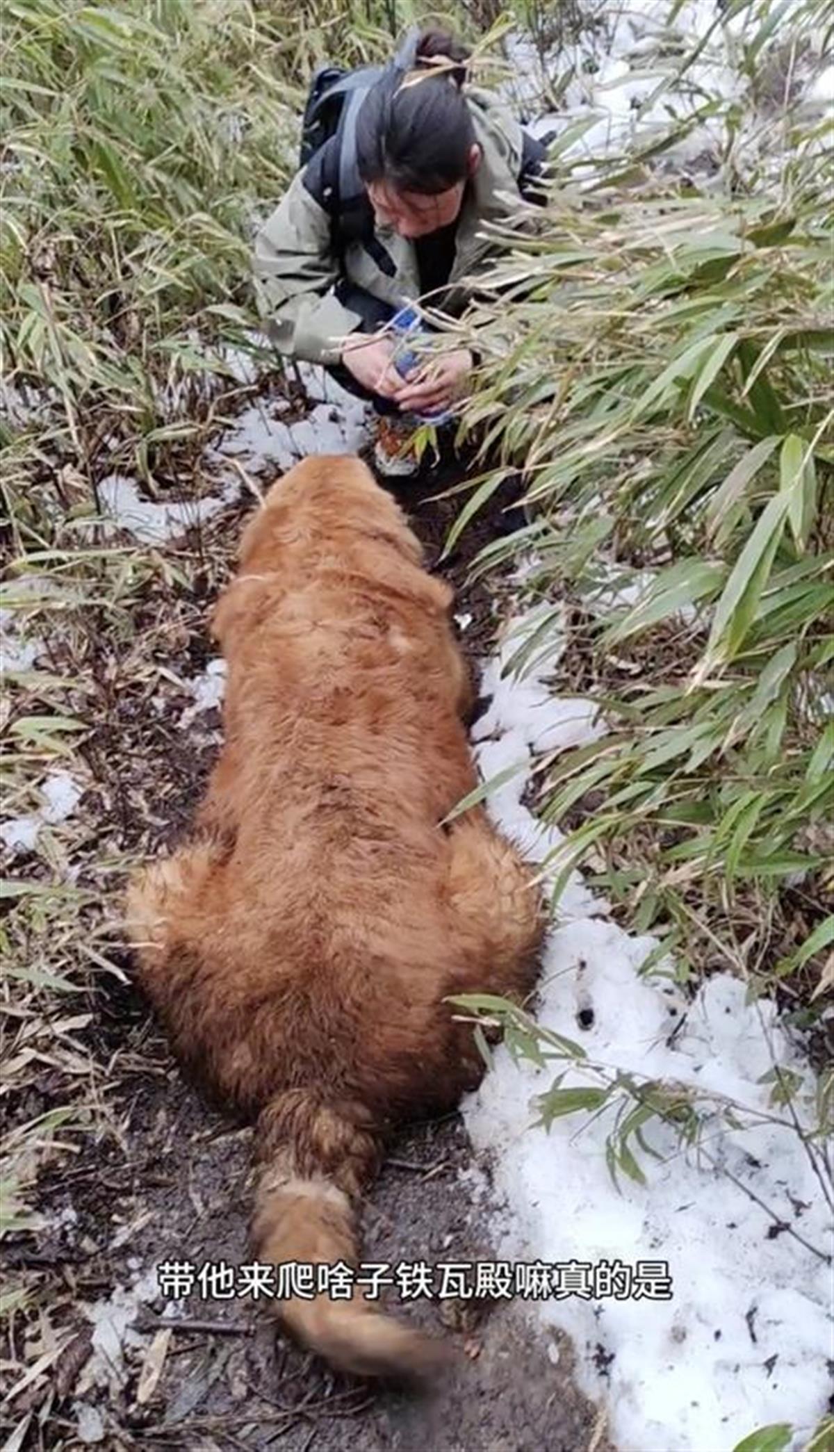 金毛犬受伤被困海拔2400米的深山，9名驴友深夜进山搜救，耗费6小时将它抬下山
