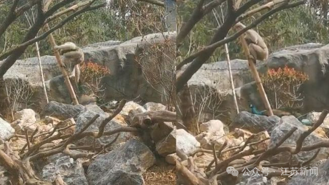 孔雀与长臂猿混养遭拔毛？南京市红山森林动物园回应！