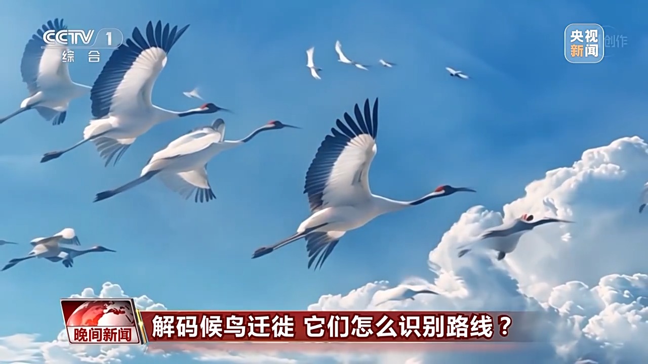 解码候鸟迁徙 它们怎么识别路线？