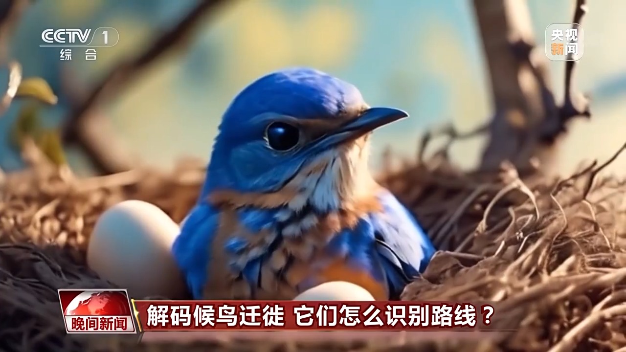 解码候鸟迁徙 它们怎么识别路线？