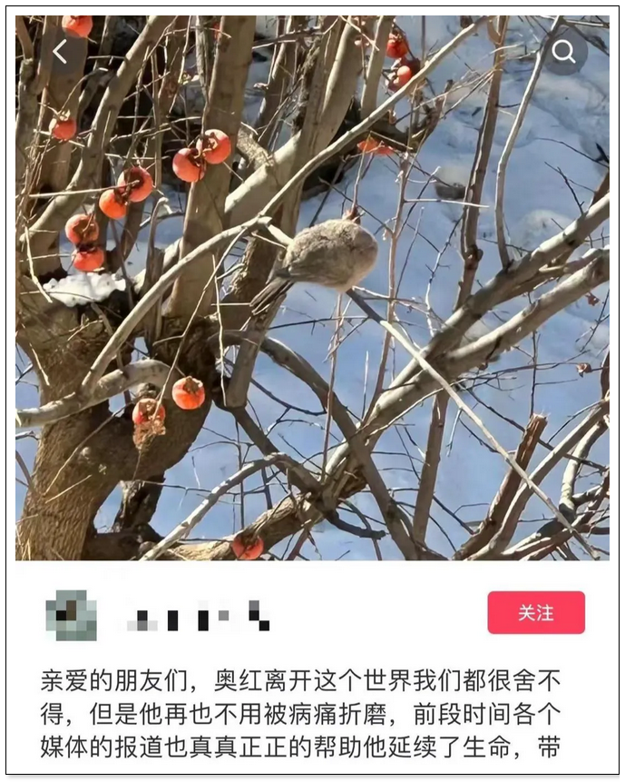相恋十年供女友考研男子去世，女友回应质疑：并不想当网红，会努力还清治病欠款