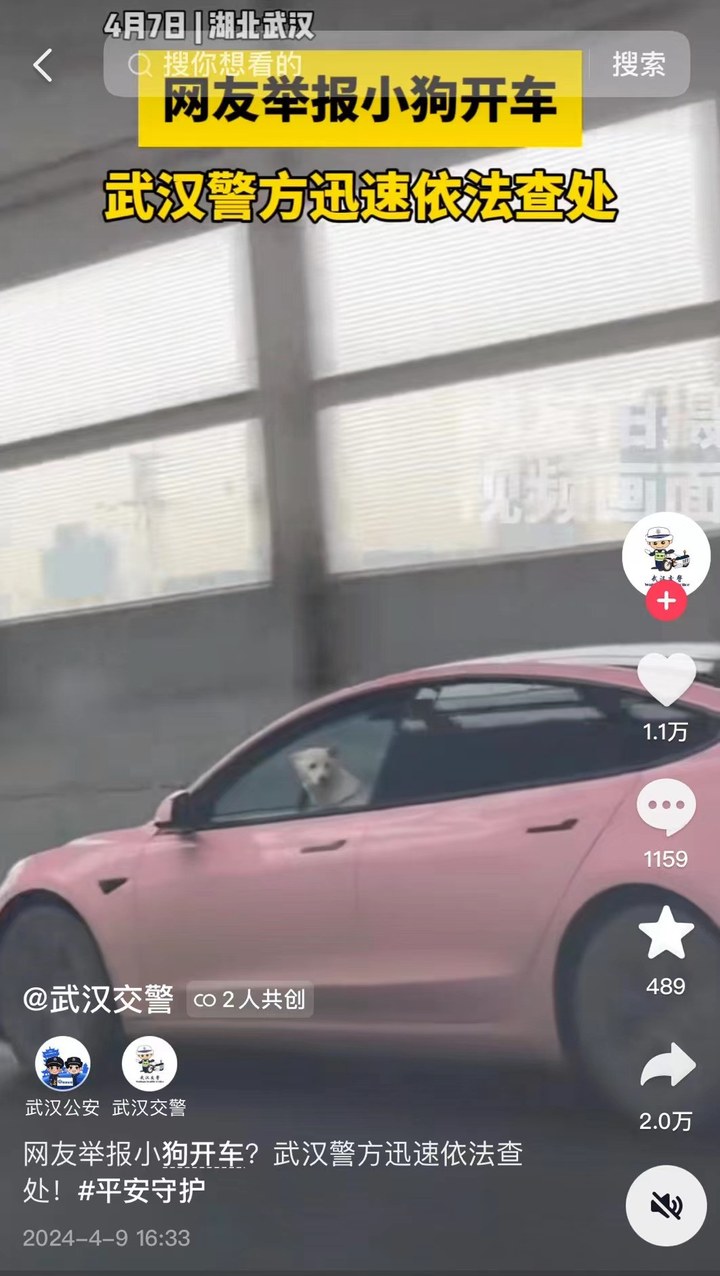 网友举报“小狗开车”？武汉交警支队：实为小狗跳到驾驶座，罚款200元记3分