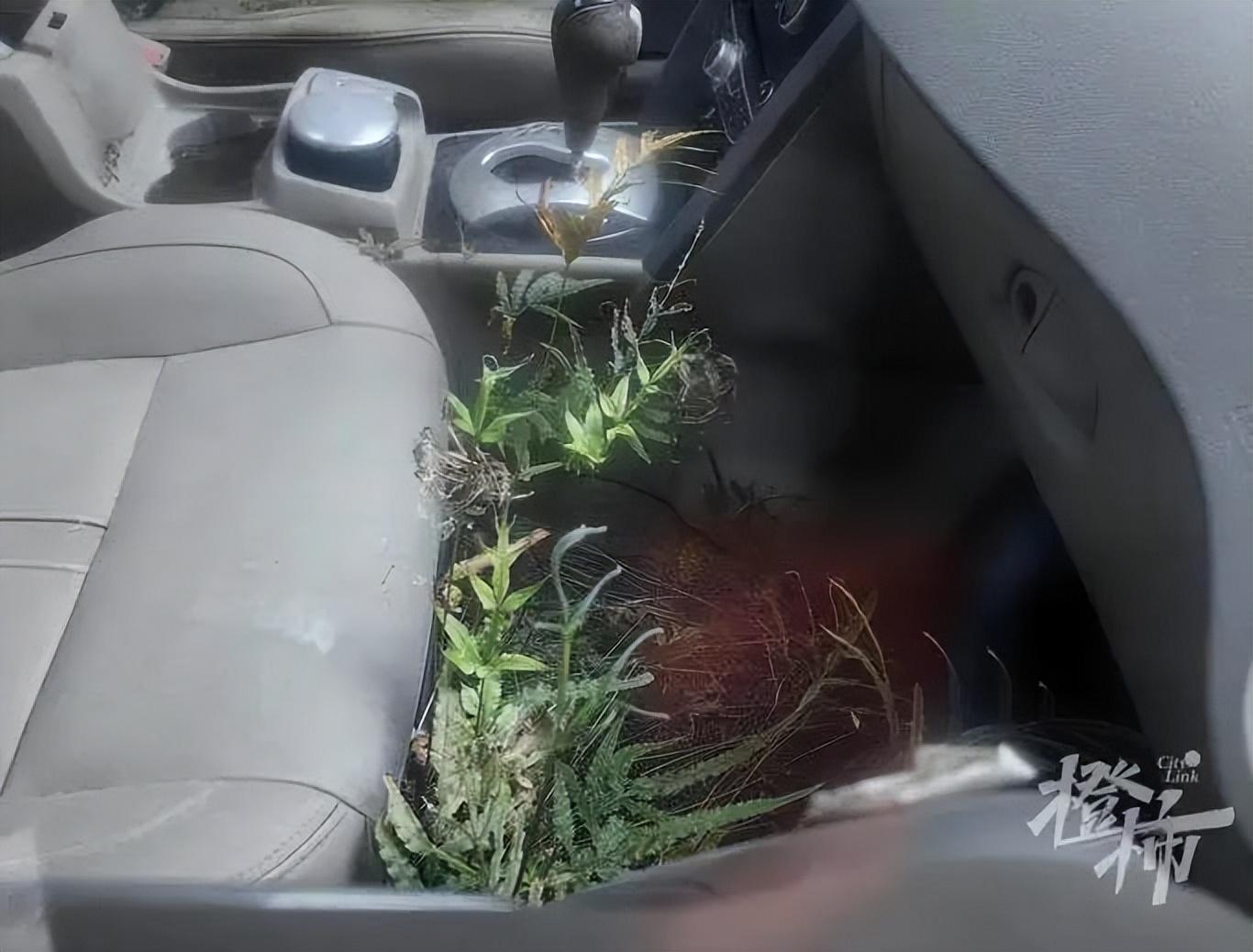 “副驾驶座去年长的草还在，今年又出新叶！”沈塘桥路边这辆停了7年的车是谁的？