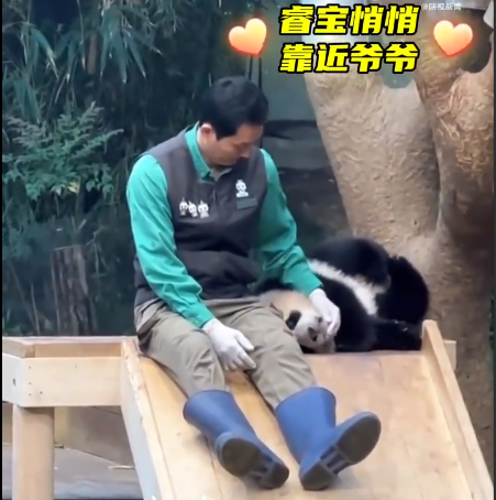 “福宝”把“宋宝”的魂都带走了，泪奔后的落寞……
