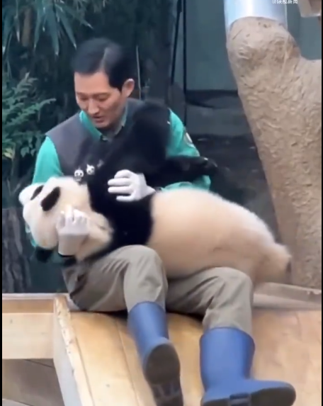 “福宝”把“宋宝”的魂都带走了，泪奔后的落寞……