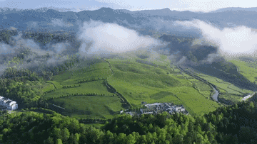 江西婺源：万亩茶飘香 村民采摘忙